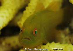 Mr. Hairy Goby
this goby keeps on swimming inside its  h... by Ivan Manzanares 